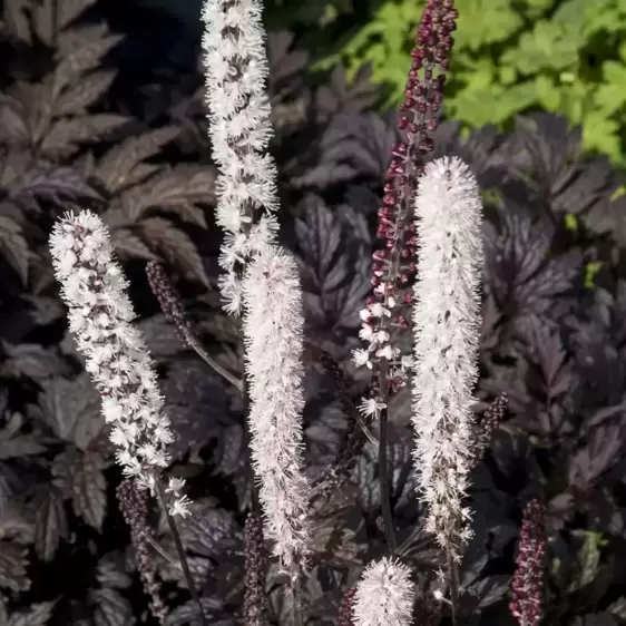 Actaea 'Chocoholic' 3L