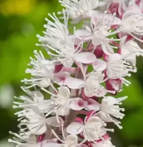 Actaea simplex 'Pink Spike' 3L - image 2