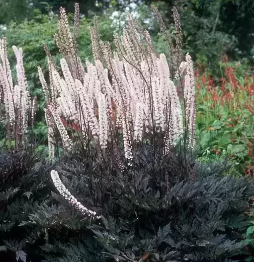 Actaea simplex 'Pink Spike' 3L - image 1