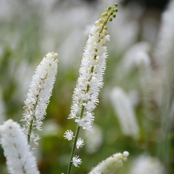 Actaea simplex 'White Pearl'