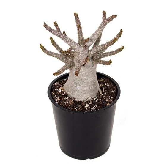 Adenium obesum 'Baobab'