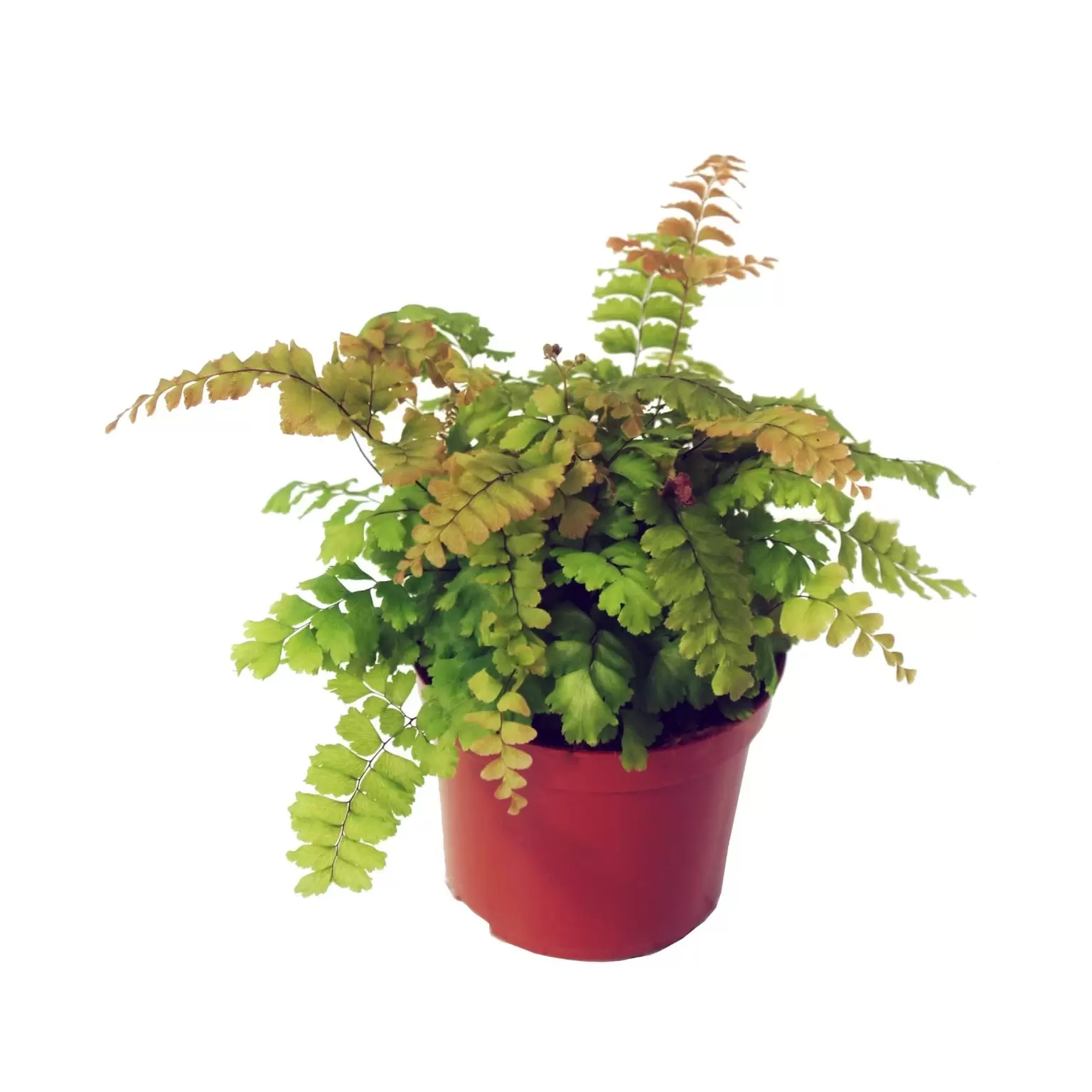 Adiantum 'Bronze Venus' 12cm - Cowell's Garden Centre | Woolsington