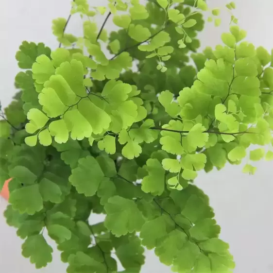 Adiantum raddianum 'Fritz-Luthi' 8.5cm - image 1