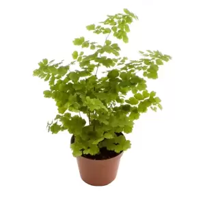 Adiantum raddianum 'Fritz-Luthi' 8.5cm - image 2