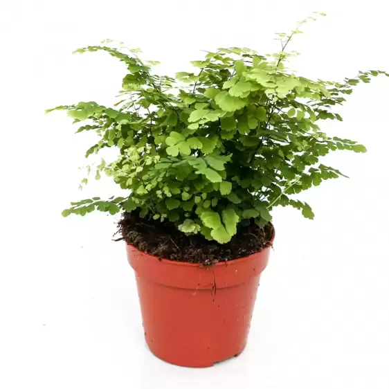 Adiantum raddianum 'Fritz-Luthi' 12cm - image 2