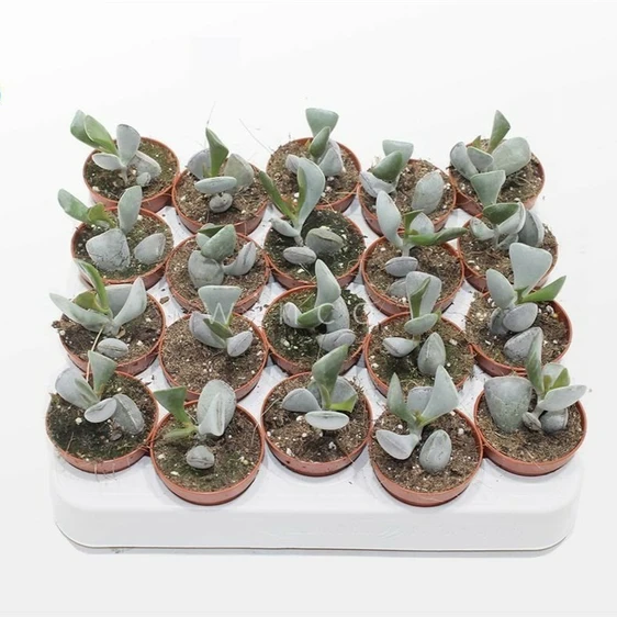 Adromischus truncatus