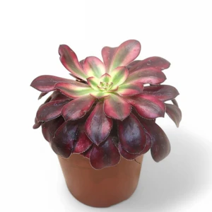 Aeonium 'Medusa'