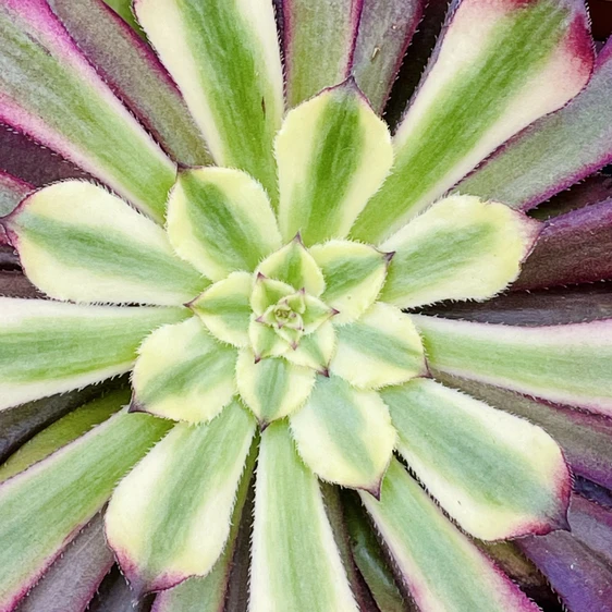 Aeonium 'Sunrise' - image 2