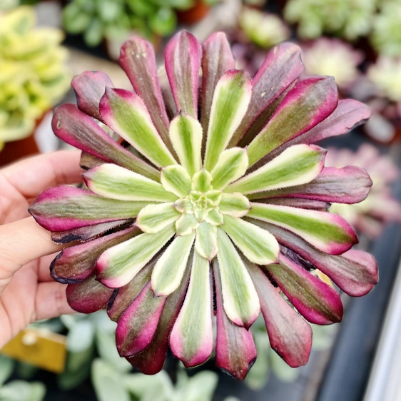 Aeonium 'Sunrise' - image 1