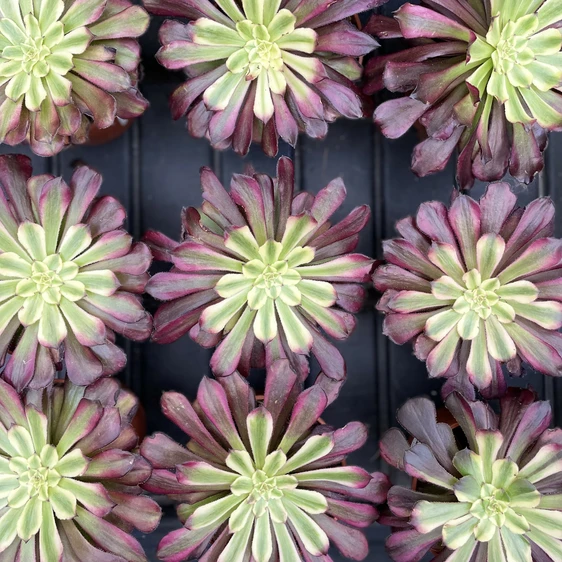 Aeonium 'Sunrise' - image 3