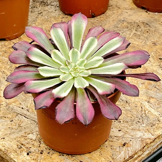 Aeonium 'Sunrise' - image 4