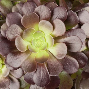 Aeonium 'Velours'
