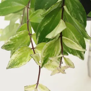 Aeschynanthus 'Variegata'