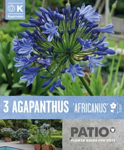 Agapanthus Africanus