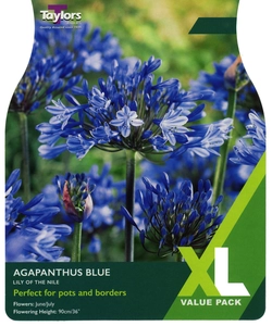 Agapanthus Blue