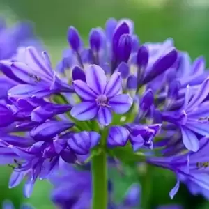 Agapanthus 'Brilliant Blue' - image 1