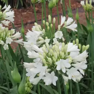 Agapanthus Everpanthus 'Ever White' 2L - image 2