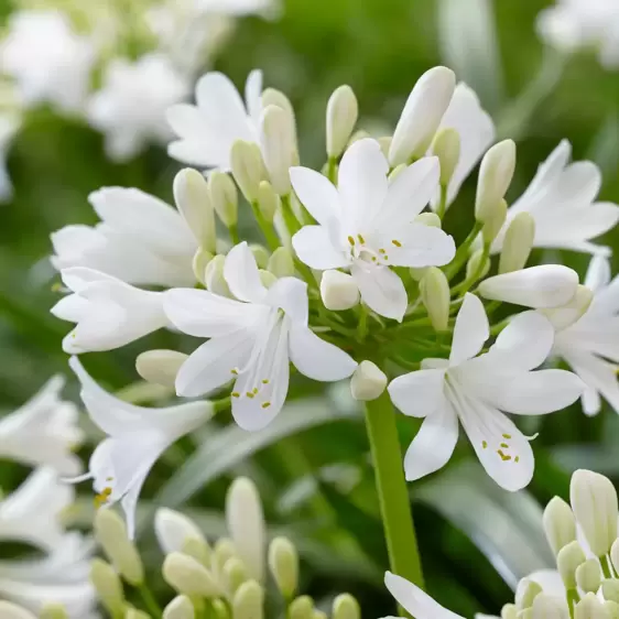 Agapanthus Everpanthus 'Ever White' 2L - image 1