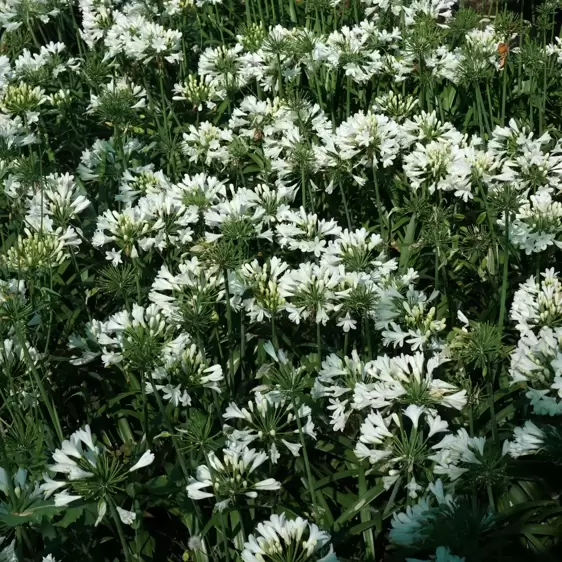 Agapanthus Everpanthus 'Ever White' 3L - image 3