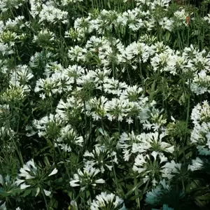 Agapanthus Everpanthus 'Ever White' 2L - image 3