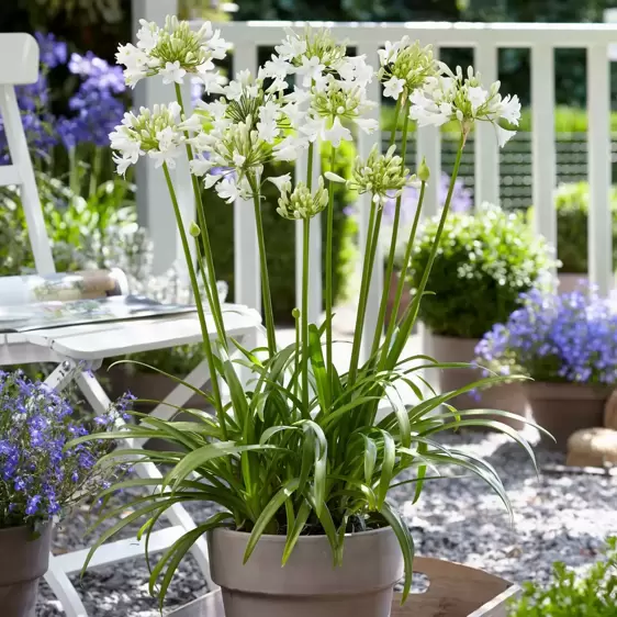 Agapanthus Everpanthus 'Ever White' 2L - image 4