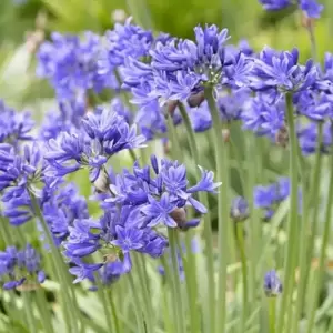 Agapanthus 'Pino' 2L