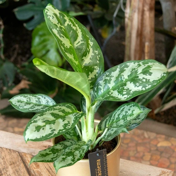 Aglaonema 'Amazon Silver' - image 2