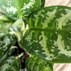 Aglaonema 'Amazon Silver' - image 3