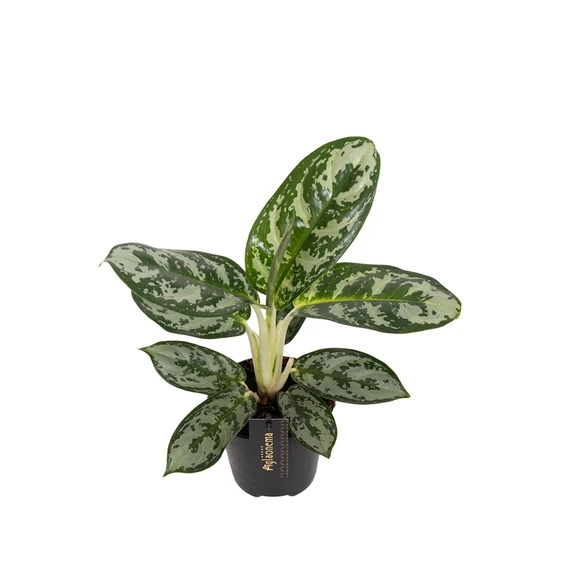 Aglaonema 'Amazon Silver' - image 1