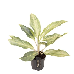 Aglaonema 'Aqua Green' - image 1