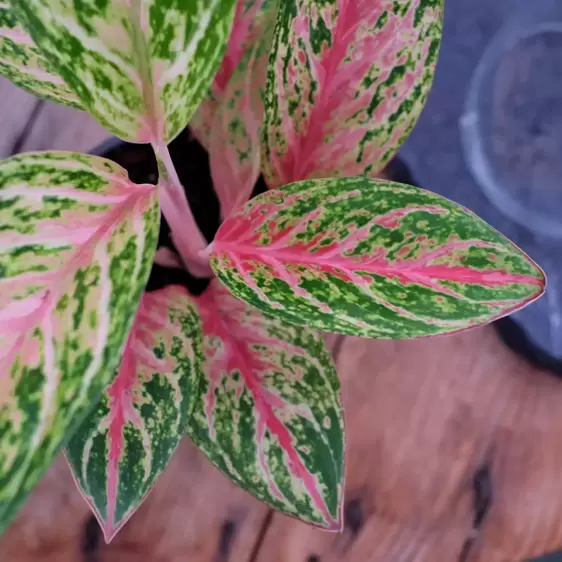 Aglaonema 'Cocomelon' - image 1