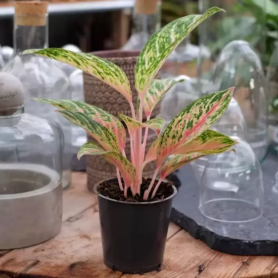 Aglaonema 'Cocomelon' - image 2