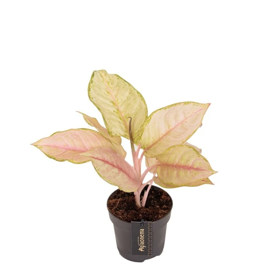 Aglaonema 'Corn Silk' - image 1