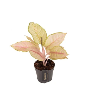 Aglaonema 'Corn Silk' - image 1