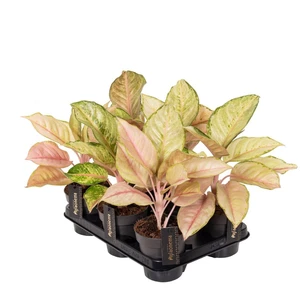 Aglaonema 'Corn Silk' - image 2