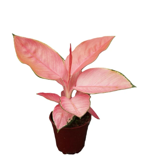 Aglaonema 'Flamingo'