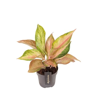 Aglaonema 'Guave Pink' - image 1