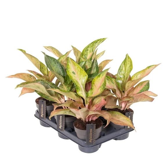 Aglaonema 'Guave Pink' - image 2