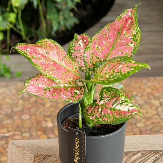 Aglaonema 'Jazzy Red' - image 3