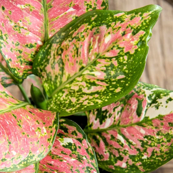 Aglaonema 'Jazzy Red' - image 4