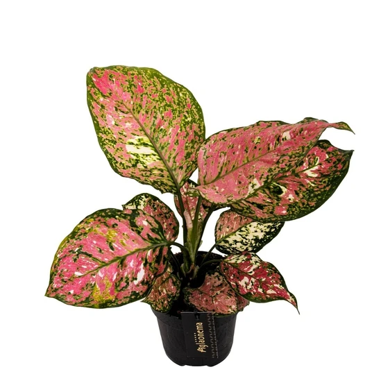 Aglaonema 'Jazzy Red' - image 1