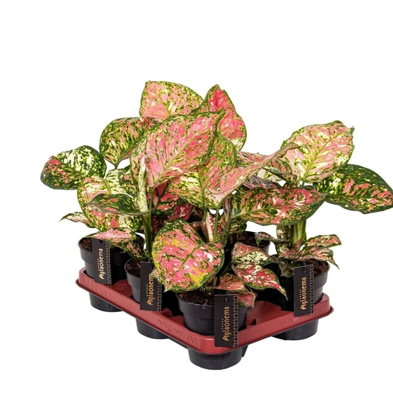 Aglaonema 'Jazzy Red' - image 2