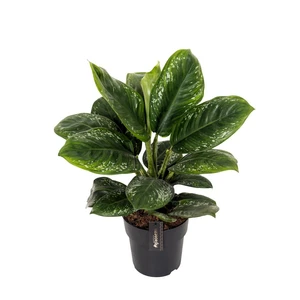 Aglaonema 'Onyx Green' - image 1