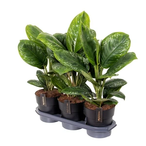 Aglaonema 'Onyx Green' - image 2