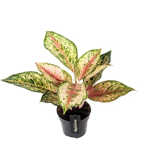 Aglaonema 'Painted Celebration' - image 1