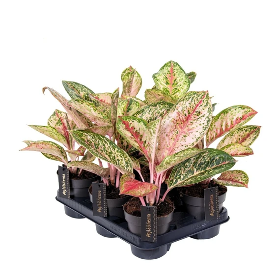 Aglaonema 'Painted Celebration' - image 2