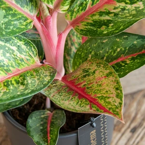 Aglaonema 'Paradise Red' - image 3