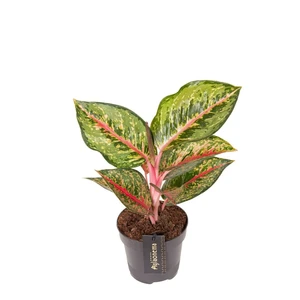 Aglaonema 'Paradise Red' - image 1