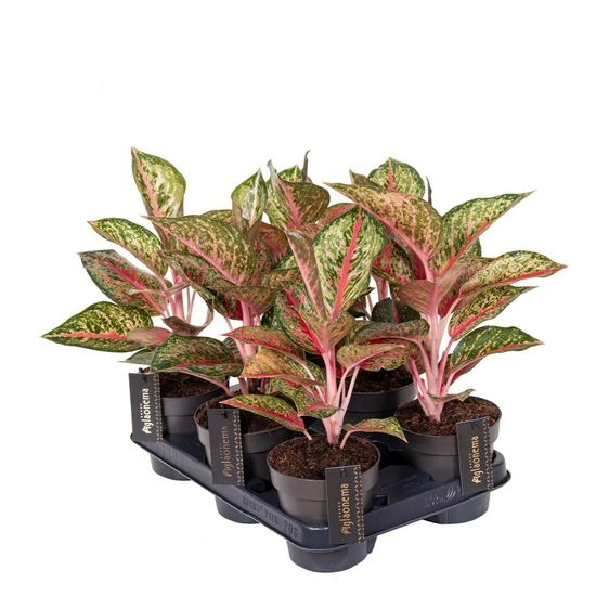 Aglaonema 'Paradise Red' - image 2