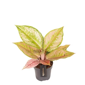 Aglaonema 'Pastella' - image 1